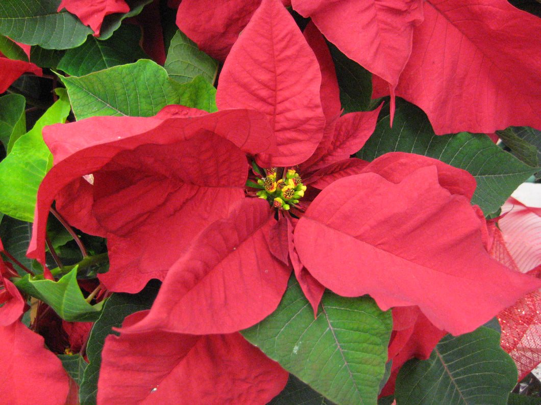 Holiday Poinsettia